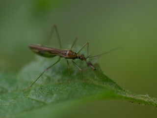 Nabidae - damsel bug in natural environment - Mauritius 