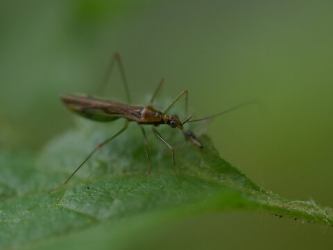 Nabidae - damsel bug in natural environment - Mauritius 