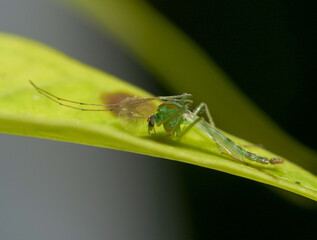 Macrophotography of a green lacewing in natural environment 