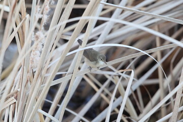 Blyth's reed warbler (Acrocephalus dumetorum) is a species of reed warbler belonging to the family Acrocephalidae. This photo was taken in Japan.