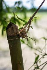 Closeup of a cut bamboo stalk with new growth and leaves