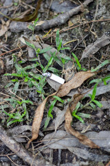 Discarded cigarette butt on a forest floor with leaves and grass