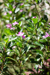 Vibrant pink flowers blooming in lush green foliage