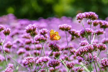 A close-up photo of a butterfly resting on a purple verbena flower that bloomed in spring.