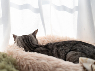 窓辺で眠る後ろ姿の猫　サバトラ猫