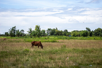 A brown cow grazes peacefully in a wide, grassy field