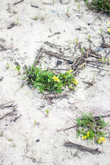 Small green plants with yellow flowers grow in the sand
