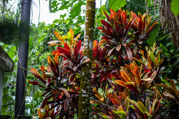 Vibrant croton plant with colorful leaves in a garden © Rokonuzzamnan