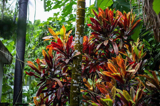 Vibrant croton plant with colorful leaves in a garden - Powered by Adobe