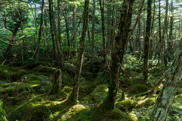 美しい苔の森を歩く　白駒の池	