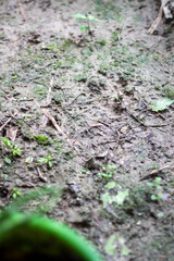 Closeup of damp soil with tiny green sprouts emerging