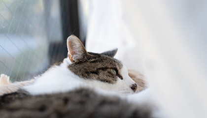 窓辺でくつろぐ可愛い猫　キジトラ白	