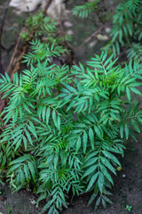 A cluster of green plants with delicate, feathery leaves