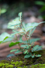 A small plant with delicate leaves grows on mossy ground