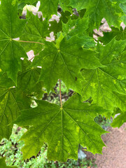 maple leaves in the sun
