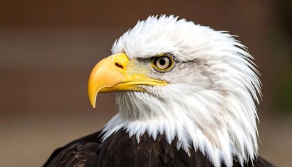 Fototapeta premium Close-up eagle portrait (2)