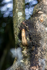 Detailed texture of rough tree bark with a dark, weathered patch