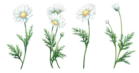 A white marguerite blooming proudly and independently