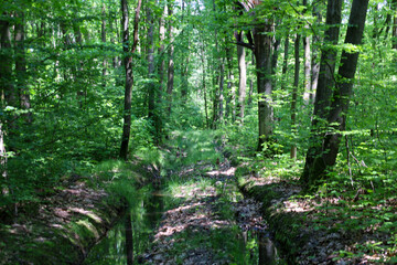 A mountain stream flows through a dense forest, illuminated by the morning sun, creating a...