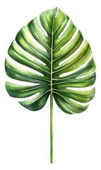 Tropical Monstera Leaf Isolated on Transparent Background