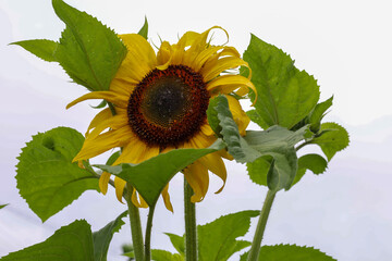 A vibrant sunflower stands out against a light background, its strong petals reaching upwards. This...