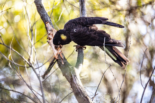 Yellow-tailed Black Cockatoo perched in bush tearing off bark