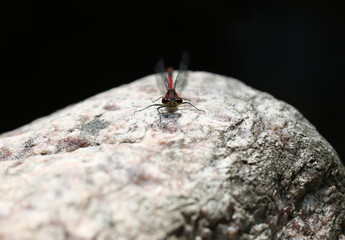 Frühe Adonislibelle - Large Red Damselfly