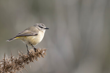 Yellow-Rumped Thornbill (Acanthiza Chrysorrhoa)
