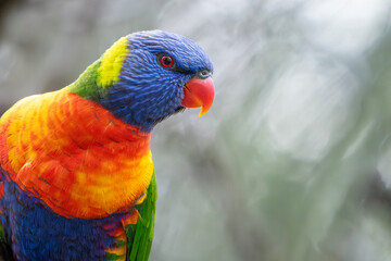 Rainbow Lorikeet (Trichoglossus Moluccanus)