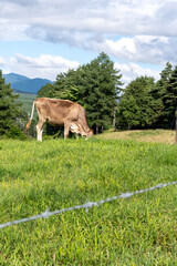 夏の浅間牧場 - 青空の下で草を食む牛