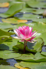 水面に浮かぶスイレンの花