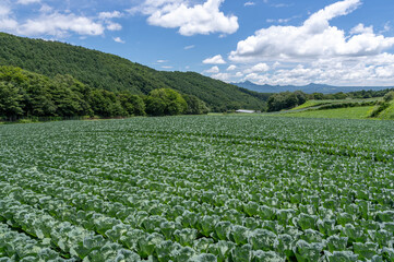 群馬県嬬恋村の広大なキャベツ畑