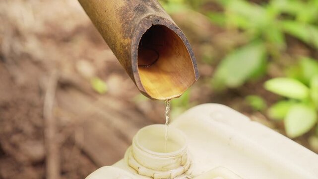 Palm wine distillation, traditional bamboo distillery, distilled alcohol dripping in container, rural liquor production
