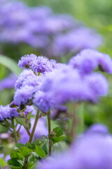 夏に咲く可憐な紫色の花　カッコウアザミ