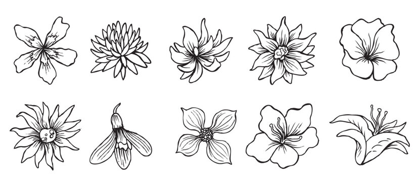 Rhododendron Azalea silhouette vector icon graphic logo ai generated design
