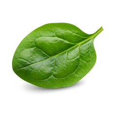 Obraz premium Fresh green leaf with visible veins showing natural plant structure