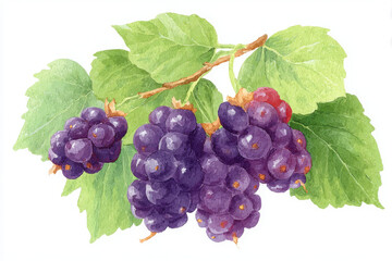 Fototapeta premium Fresh grapes watercolor illustration with vibrant colors and detailed leaves, showcasing nature