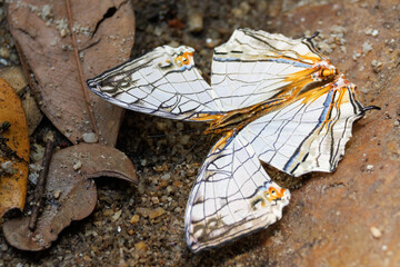 The Common Mapwing butterfly feeding on wet dirt