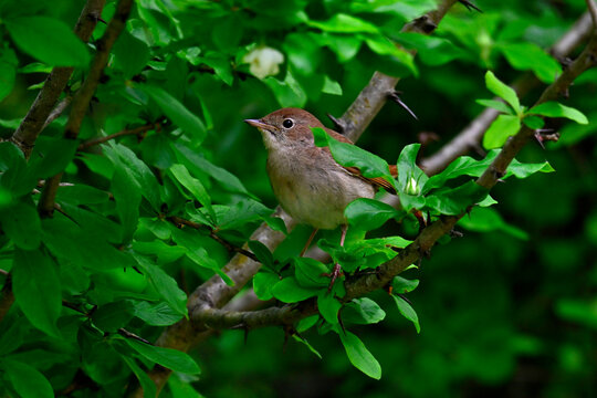 Nachtigall // Nightingale (Luscinia megarhynchos) 
