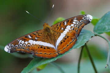 Top view of the Knight butterfly standing on a leaf