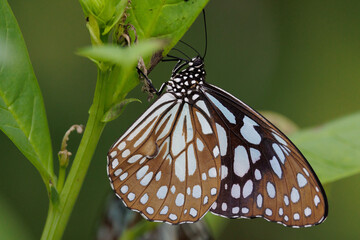 The Blue Tiger butterfly standing on plant stem