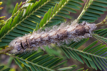 Caterpillar of Lebeda nobilis moth standing on a leaf