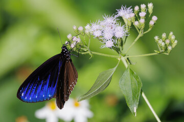 The Striped Blue Crow butterfly gathering pollen on flowers.
