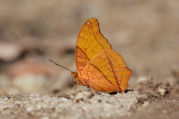 Butterfly Cruiser feeding on the wet dirt