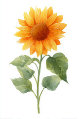 Obraz premium Bright sunflower watercolor illustration with vibrant orange petals and green leaves