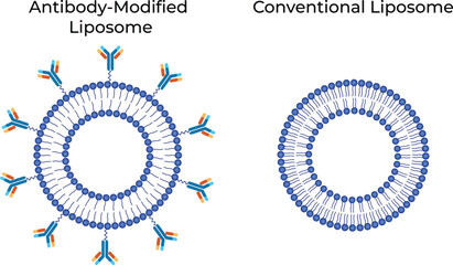 Antibody Modified Liposome, Conventional Liposome Design Vector.