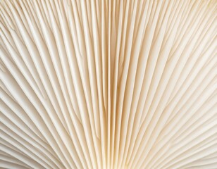 Close-up Mushroom Gills Texture Detail