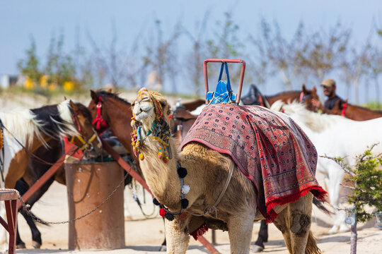 Portrait of a decorated camel in bridle with a red old carpet and a saddle on the back for tourists to ride. Camel riding is a popular entertainment among tourists. The camel is tied with a chain - Powered by Adobe