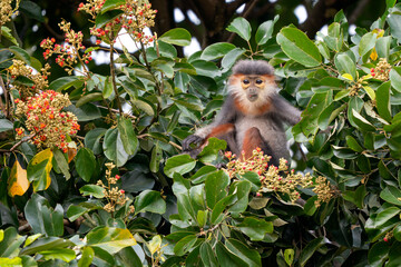 Red-shanked Douc Langur - Pygathrix nemaeus, beautiful unique colored primate endemic to tropical...