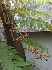 Starfruit tastes very sour and can be used as a cooking ingredient.